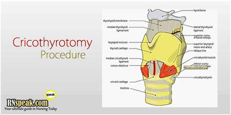 Cricothyroidotomy Anatomy