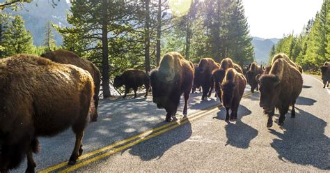 Is That a Bison or a Buffalo? | Cody Yellowstone