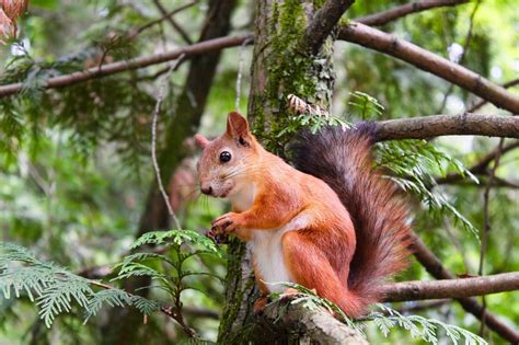 North American Squirrels: From the Miocene to Modern Times: