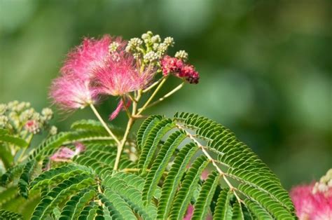 Growing Mimosa Trees | ThriftyFun