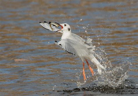 Audubon Great Lakes Praises Introduction of Bipartisan Fisheries Bill ...