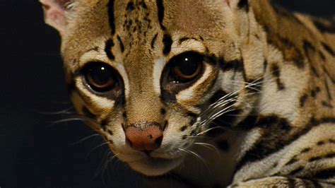 Do Ocelots Eat People