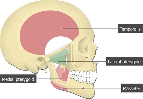 Lateral Pterygoid Muscle Cadaver