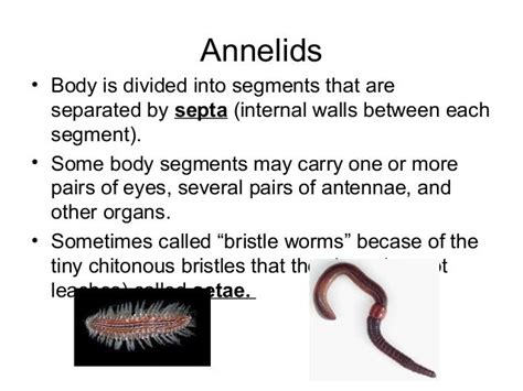 Phylum annelida 2016