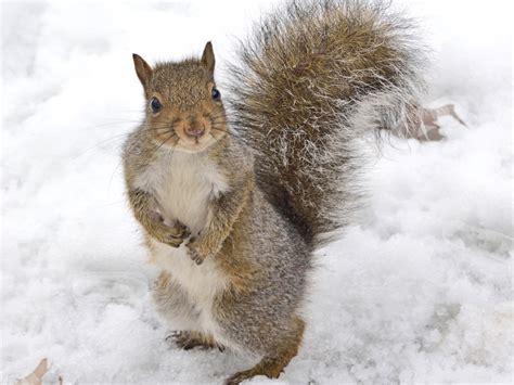 Squirrel in Pine Tree - campestre.al.gov.br