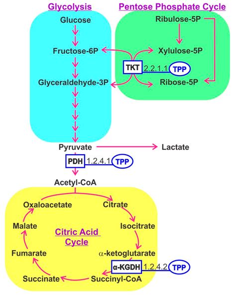 The central carbohydrate metabolism pathways involving thiamine ...