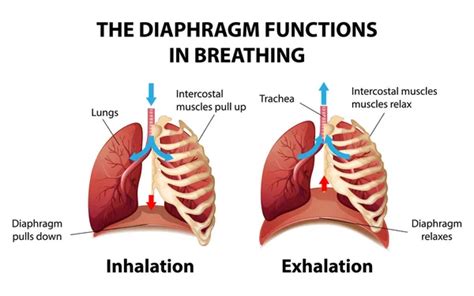 Breathing diaphragm diagram Vector Art Stock Images | Depositphotos