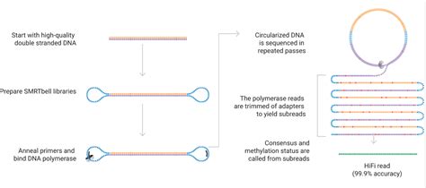 PacBio Sequel Sequencing - Georgia Genomics and Bioinformatics Core (GGBC)