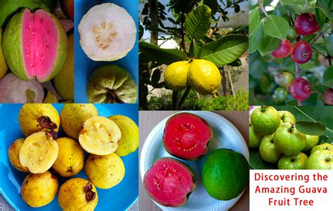 A Gardener Delight: Discovering the Amazing Guava Fruit Tree