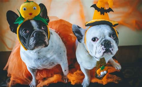 2023 Pet Halloween Costume Trends (& Safety Tips) - Canine Journal