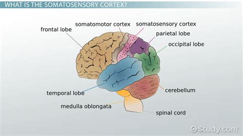 Somatosensory Cortex | Function, Location & Structure - Video & Lesson ...