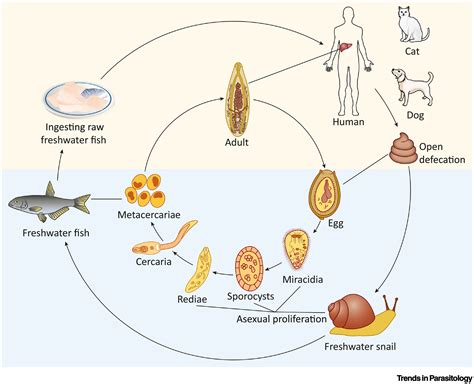 Clonorchis sinensis: Trends in Parasitology