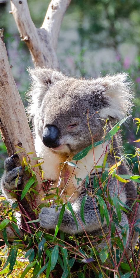 A koala eating eucalyptus tree leaves - About Wild Animals