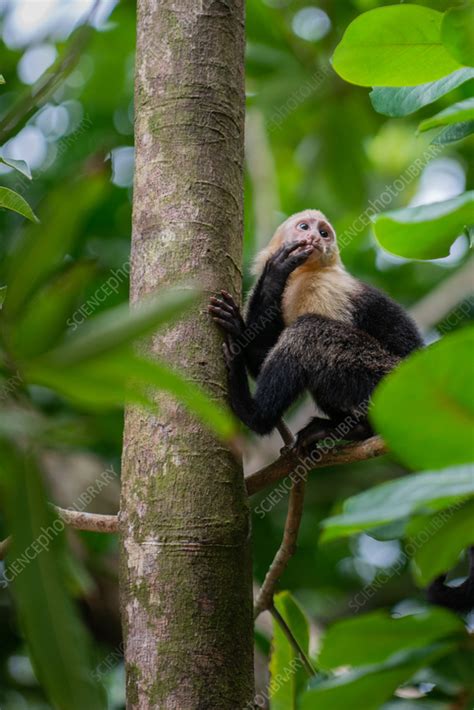 Panamanian white-faced capuchin - Stock Image - C056/4667 - Science ...