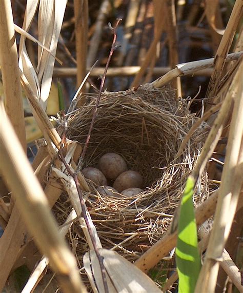 How Do Birds Choose The Location For Building Their Nests?