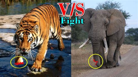 Elephant Vs Tiger Who Would Win