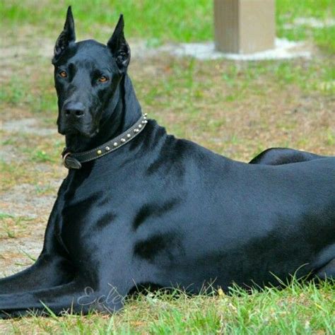 Funny Warlock Doberman Puppies For Sale - Bleumoonproductions