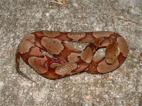 Copperhead Records of Northwest Florida | Lizard, Snake, Tortoises