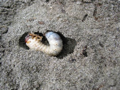 Huhu grub in the sand stock image. Image of creepy, yucky - 548585