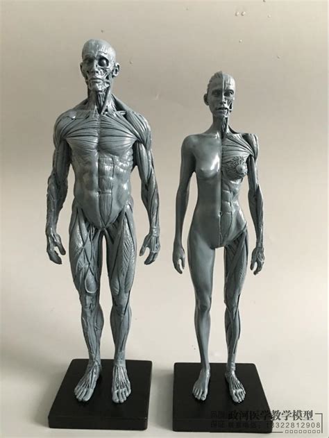 30cm Artistic Human Body Musculoskeletal Anatomy model Human Body ...