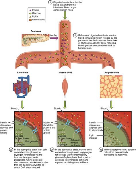 Metabolic States of the Body | Anatomy and Physiology II