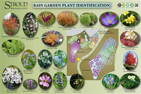 Rain Garden Plants