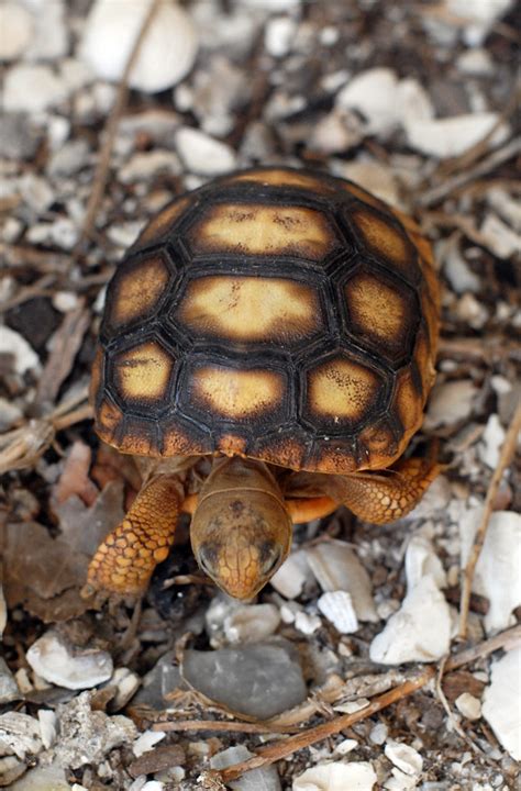 Look who moved in! | A sweet baby gopher tortoise. My husban… | Flickr