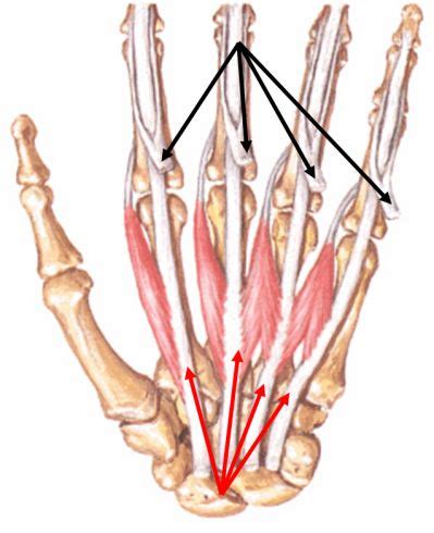 Lumbricals of the hand | Image, Anatomy study, Wind sock