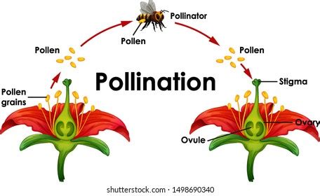 Diagram Showing Pollination Flower Bee Illustration庫存向量圖（免版稅）1498690340 ...