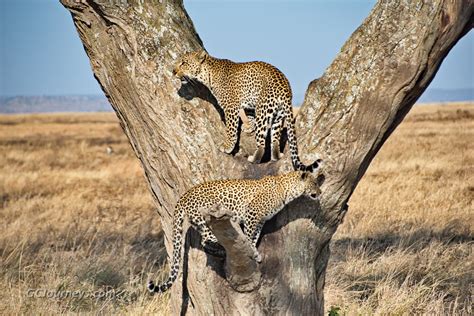 Wildlife of Serengeti National Park - GC Journeys