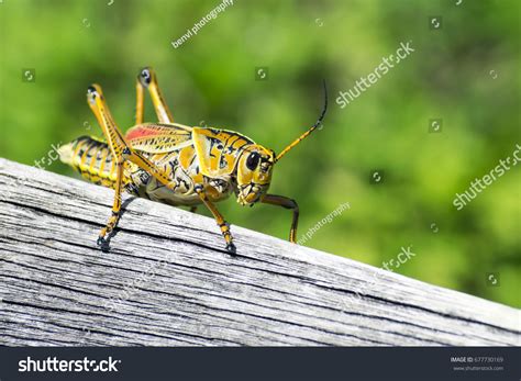 51,818 Crickets Insects Images, Stock Photos & Vectors | Shutterstock