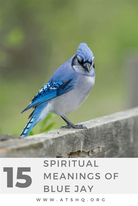 Blue Jay Symbolism: 15 Spiritual Meanings Of Blue Jay