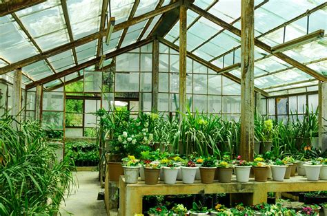 Types of Greenhouse Plants | Foliar Garden