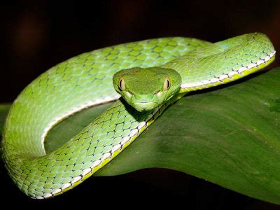 Vogel's Green Pit Viper - Trimeresurus vogeli