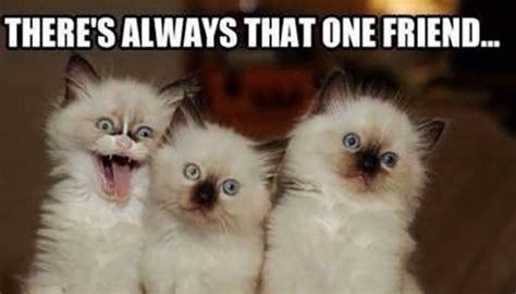 65 Best Funny Friend Memes to Celebrate Best Friends In Our Lives