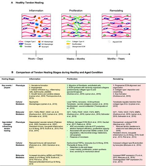 Tendon healing in healthy and aged conditions. (A) Schematic diagram ...