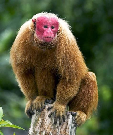 The bald-headed uakari (Cacajao calvus) is a monkey hailing from the ...