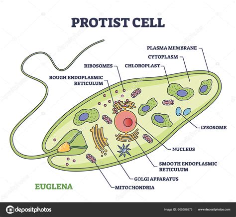 Protist Cell Anatomy Euglena Microorganism Structure Outline Diagram ...