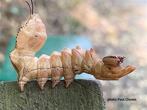 Lobster Moth and caterpillar (Stauropus fagi) | Wildlife Insight