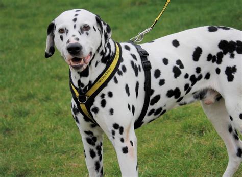 Rescue Dog Dalmatian at Dogs Trust