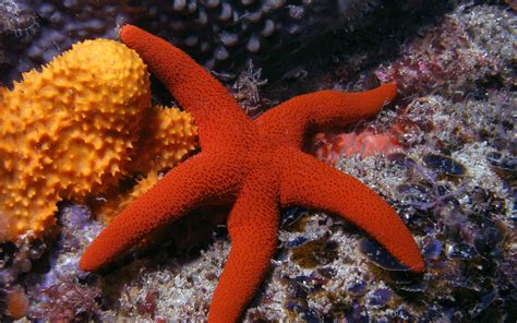 Download Animal Starfish HD Wallpaper