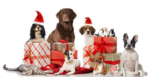 Awesome Christmas Gifts for Your Pet 2020 | PetMoneySaver