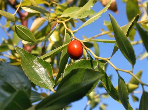 Jujube Tree Care - How To Grow A Jujube Tree