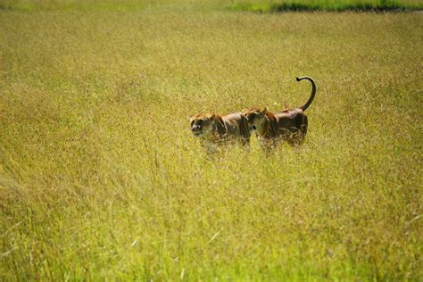 Free stock photo of hunting, lioness