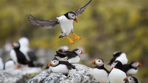 Explore The Farne Islands | Visit Northumberland