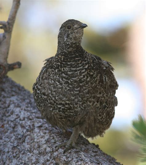 Bird Friends of San Diego - BlueGrouse