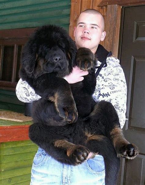 Tibetan Mastiff Dog Info, Puppies, Sale Cost, Facts, Pictures