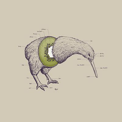 Kiwi Bird Anatomy Print - Because Birds