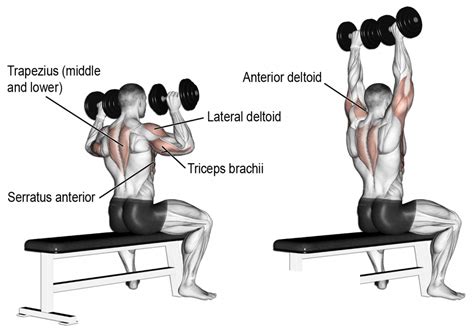 Dumbell Shoulder Press Nasıl yapılır?