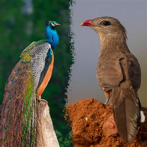 Birds in Karnataka Forests - Wildlife in Karnataka - Karnataka Tourism ...